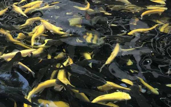 虹鳟鱼是什么鱼?