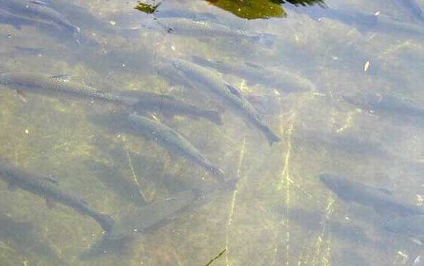 虹鳟鱼是什么鱼?