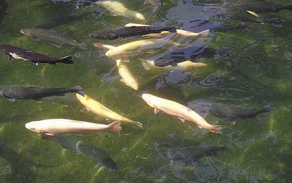 金鳟鱼是什么鱼?