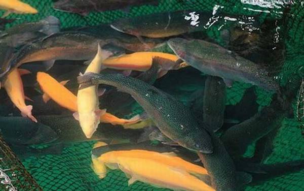 金鳟鱼是什么鱼?