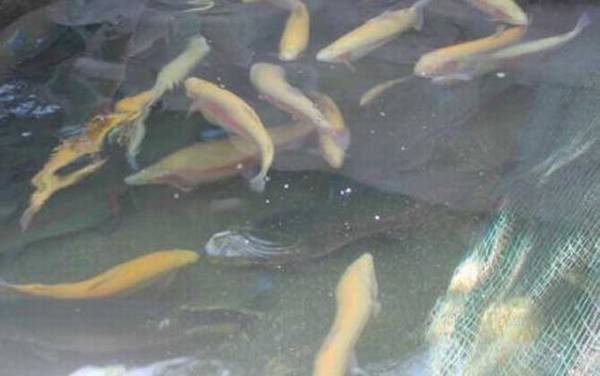 虹鳟鱼价格多少钱一斤?