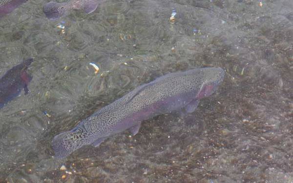 虹鳟鱼价格多少钱一斤?