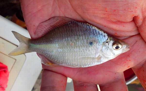 鳑鲏鱼是什么鱼?