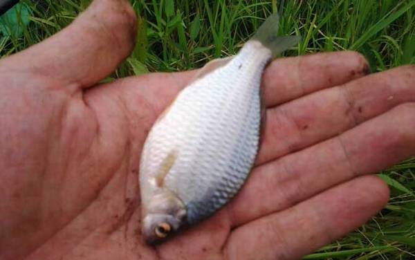 鳑鲏鱼是什么鱼?