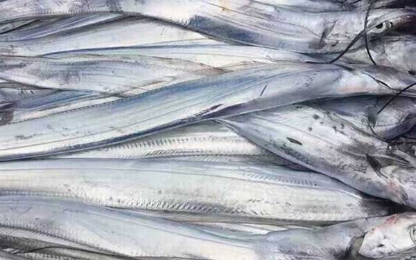 带鱼是深海鱼吗?