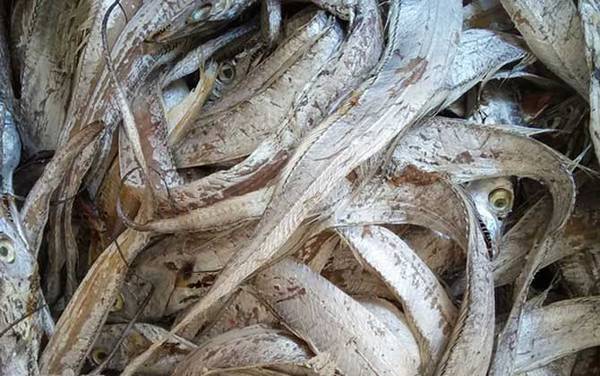 带鱼是深海鱼吗?