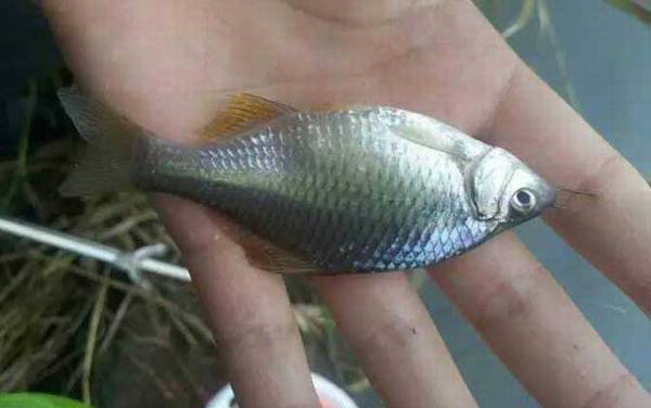 鳑鲏鱼价格多少钱一斤?