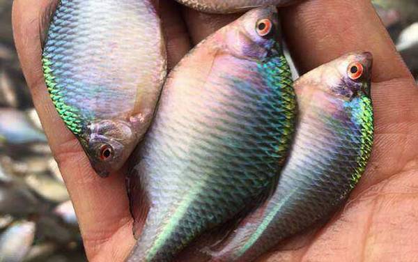 鳑鲏鱼价格多少钱一斤?