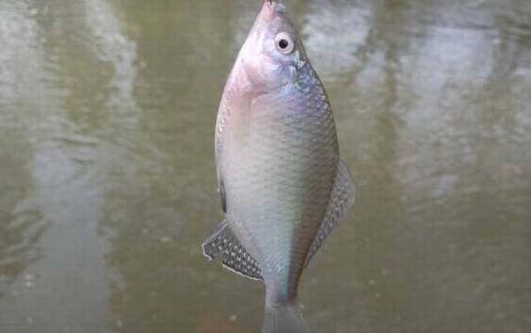 鳑鲏鱼价格多少钱一斤?