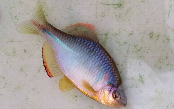 为什么鳑鲏鱼换水就死?