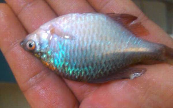 养鳑鲏鱼不能开灯吗?