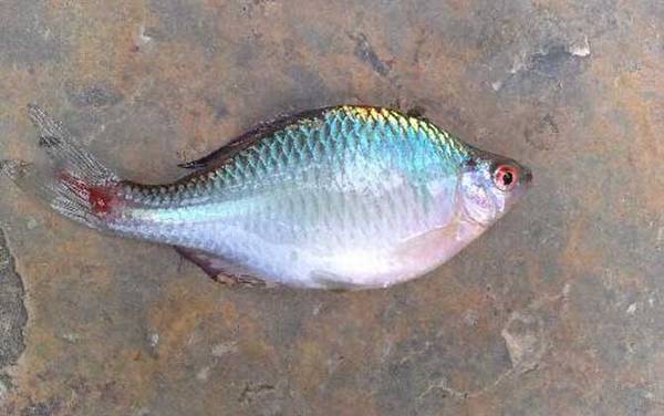 养鳑鲏鱼不能开灯吗?