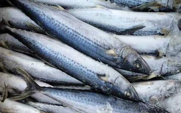 鲅鱼是深海鱼吗?