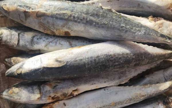 鲅鱼是深海鱼吗?