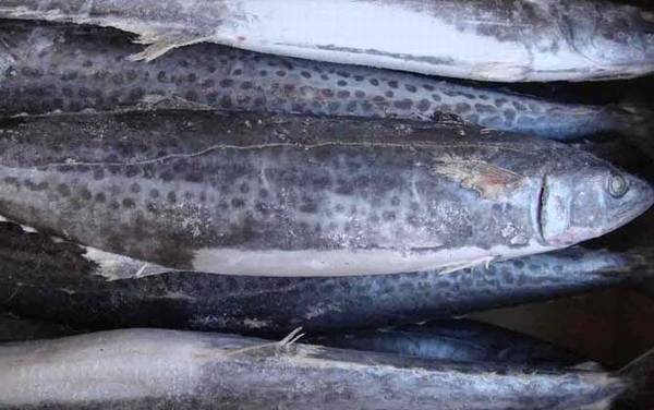 鲅鱼是深海鱼吗?