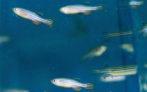 斑马鱼寿命有多长?