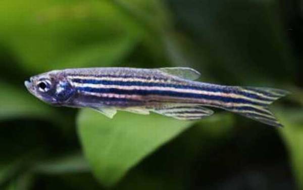 斑马鱼寿命有多长?