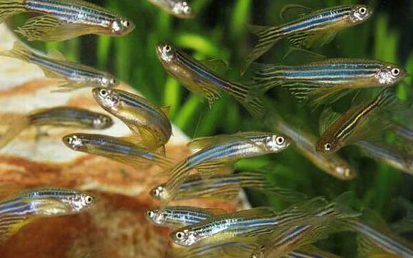 斑马鱼寿命有多长?