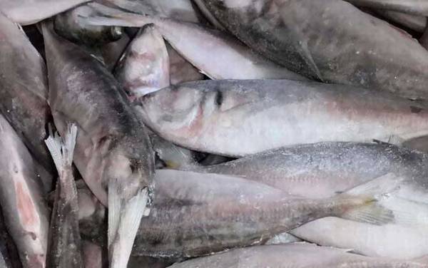 巴浪鱼价格多少钱一斤?