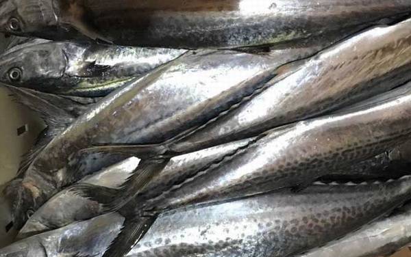 鲅鱼价格多少钱一斤?