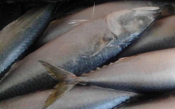 鲅鱼价格多少钱一斤?