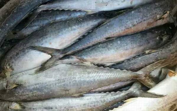 鲅鱼价格多少钱一斤?