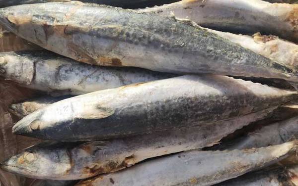 鲅鱼的拼音怎么读?