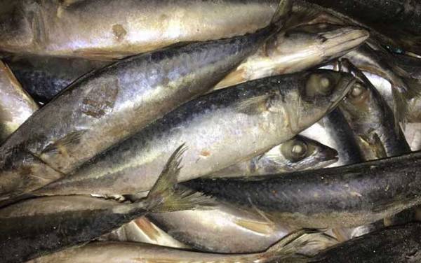 鲅鱼的拼音怎么读?