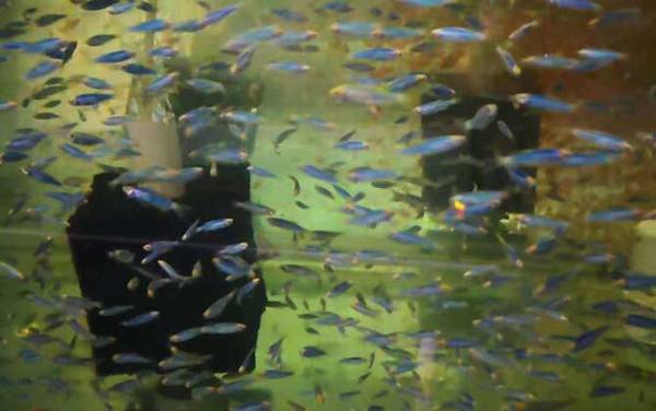 斑马鱼是什么鱼?