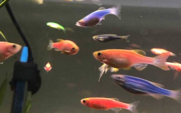 斑马鱼是什么鱼?