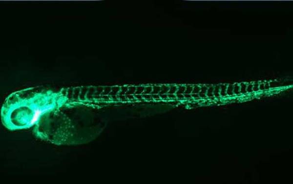 荧光斑马鱼是什么鱼?