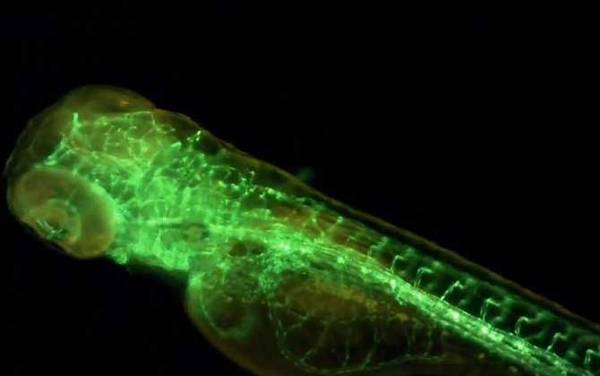 荧光斑马鱼是什么鱼?