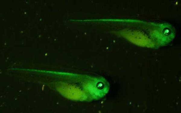 荧光斑马鱼是什么鱼?