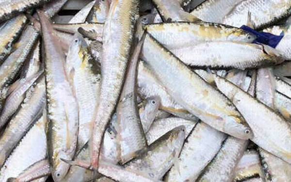 长江刀鱼是什么鱼?