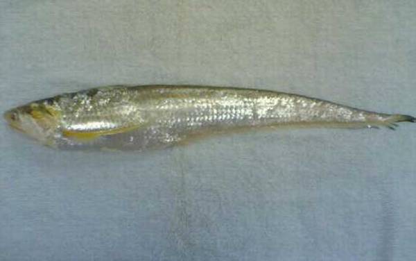 长江刀鱼是什么鱼?