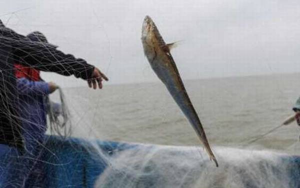 刀鱼价格多少钱一斤?