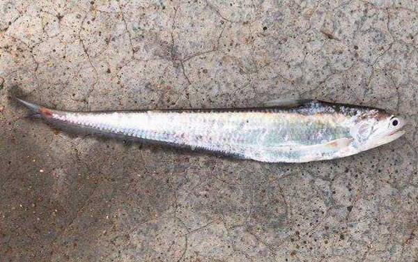 长江刀鱼是什么鱼?