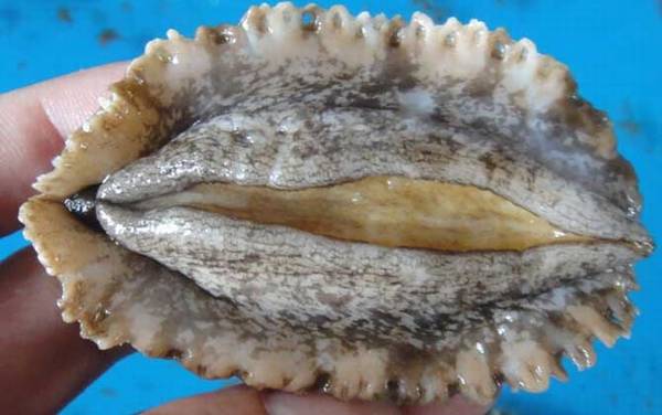 鲍鱼是什么动物?