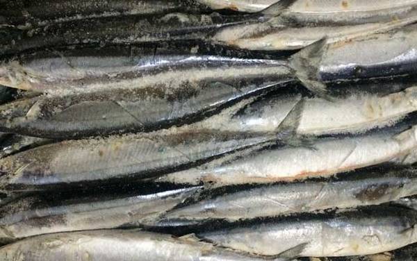 秋刀鱼是什么鱼?