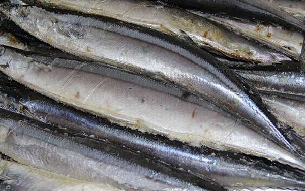 秋刀鱼是什么鱼?