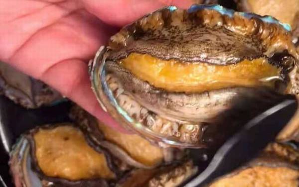 鲍鱼怎么杀和清洗?