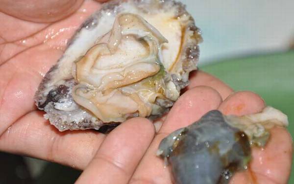 鲍鱼怎么杀和清洗?