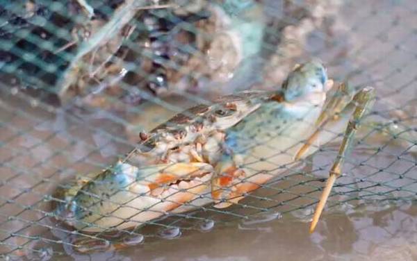 ץ�з���ɼ�ע������