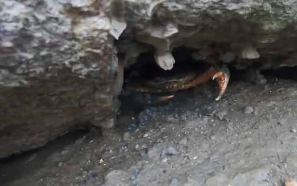 ץ�з���ɼ�ע������