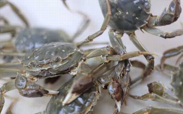 河蟹是什么蟹种?