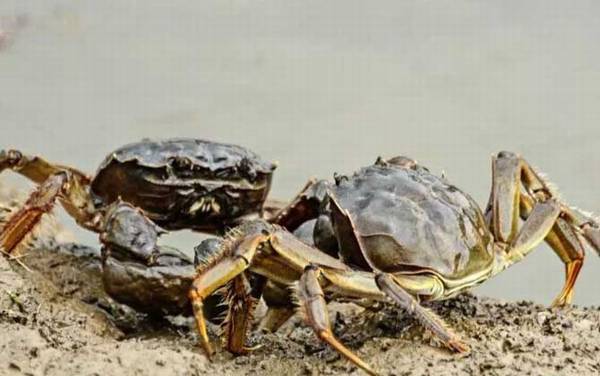 河蟹是什么蟹种?