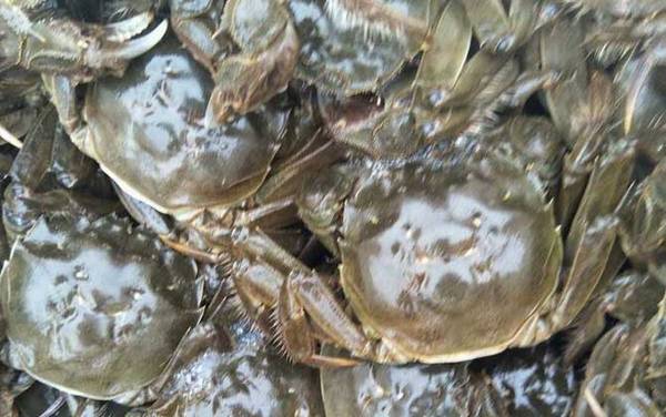 河蟹是什么蟹种?