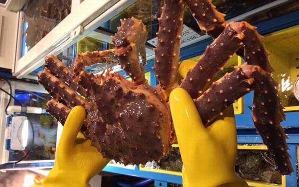 帝王蟹是什么动物?