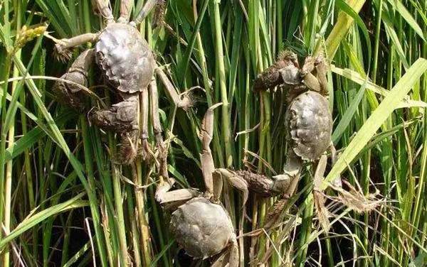 稻田蟹是什么蟹种?