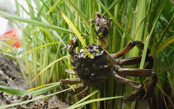 稻田蟹是什么蟹种?